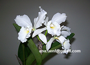 Foto 4 - C Anaflora Estrela da Manh