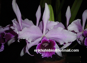 Foto 7 - Laelia purpurata tipo x sanguinea