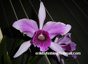 Foto 27 - Laelia purpurata tipo x alba