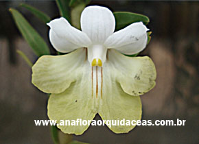Dendrobium unifolium