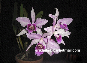 Foto 9 - Laelia purpurata tipo x alba