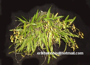 Foto 15 - Cultivo em placa d xaxim de Oncidium longipes