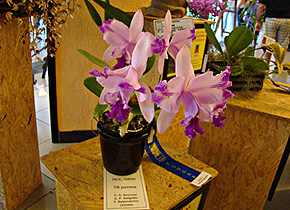 Cattleya intermedia aquini x C. intermedia orlata