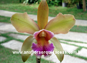 Blc Orquidaceas Green X C Guttata (2)